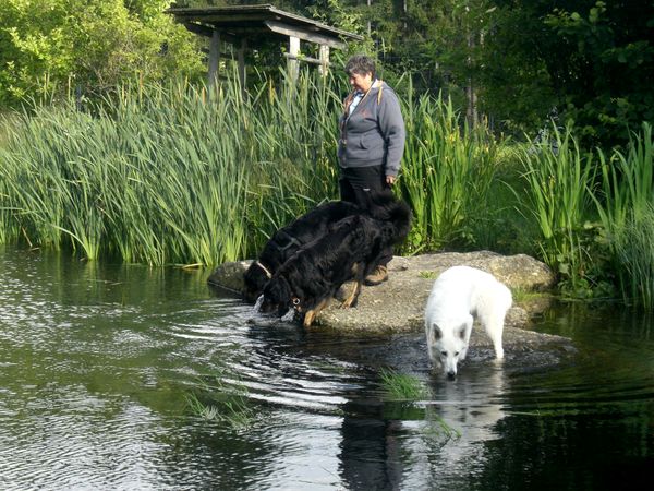 am Teich